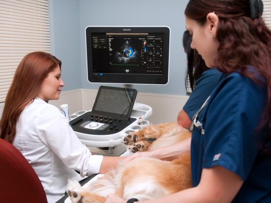 AI Tools for Veterinary Care