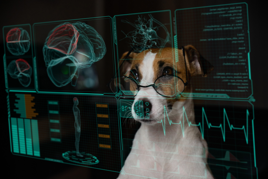 Animal Behaviour and Welfare