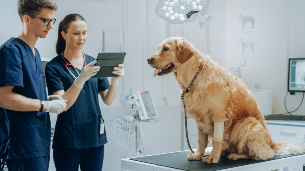 AI in veterinary field