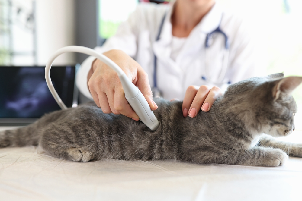 advantages of Using AI in Veterinary Practice